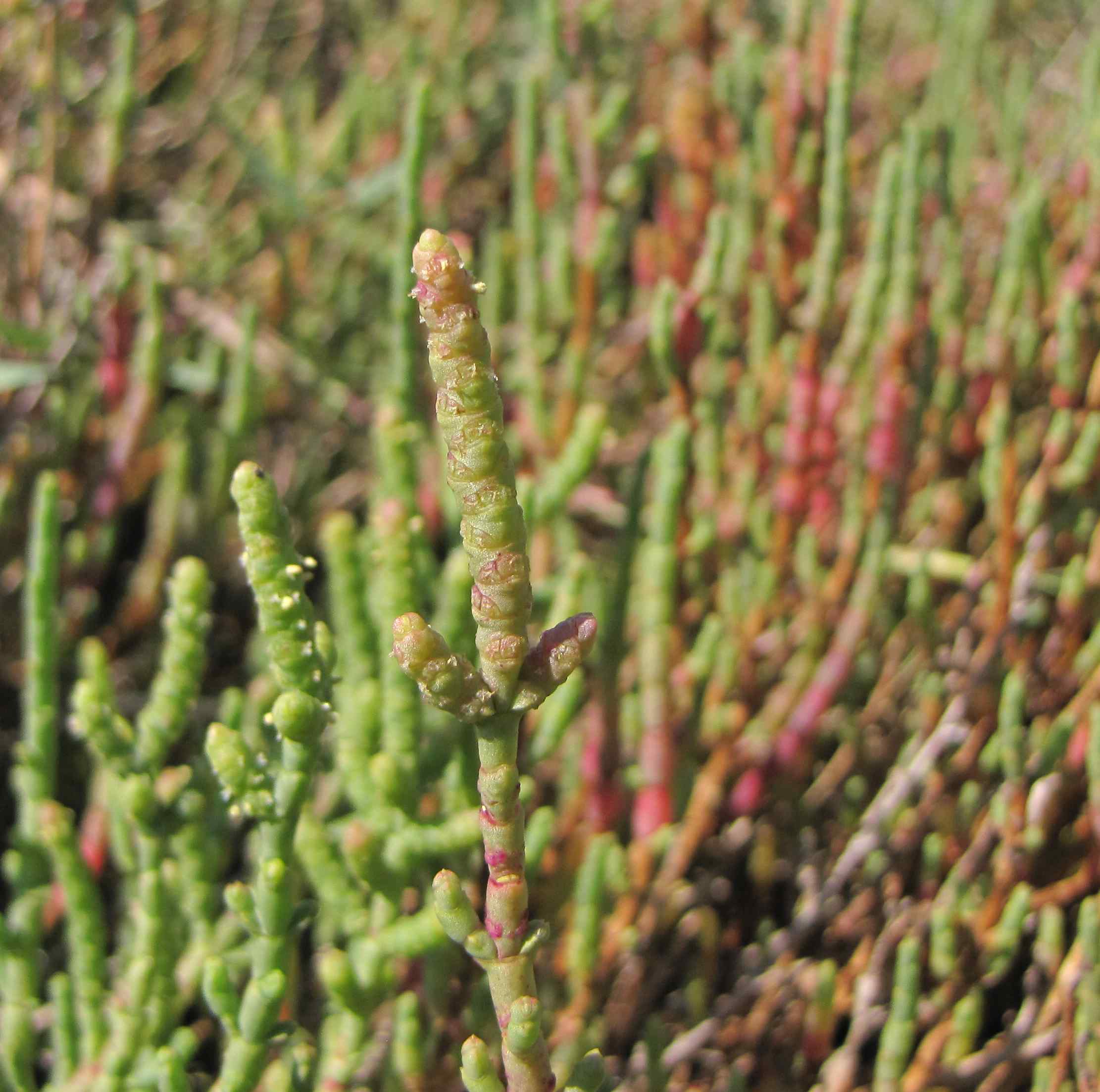 Salicornia sp.